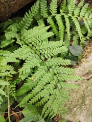 Microlepia pseudostrigosa