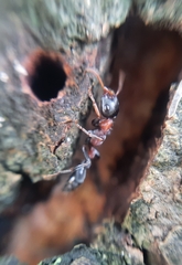 Tetraponera rufonigra