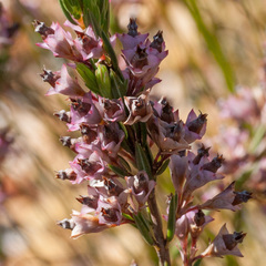 Erica corifolia