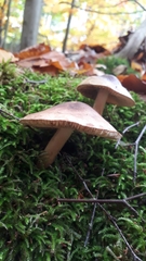 Rhodocollybia butyracea