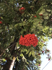 Sorbus