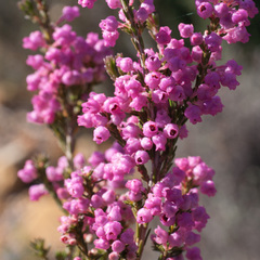 Erica selaginifolia