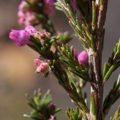 Erica selaginifolia