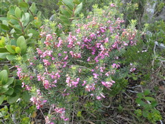 Indigofera sulcata