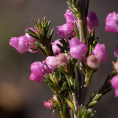 Erica selaginifolia