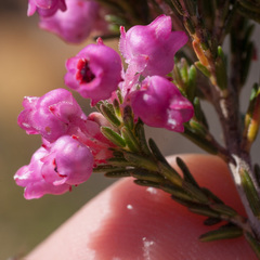 Erica selaginifolia