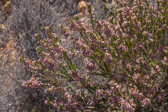 Erica corifolia