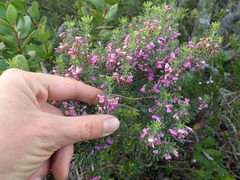 Indigofera sulcata
