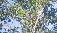 Patagioenas flavirostris