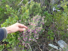 Indigofera sulcata