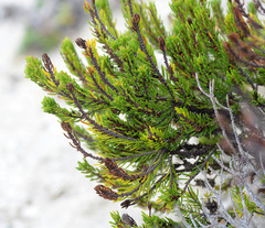 Erica coarctata