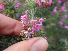 Indigofera sulcata