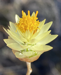 Syncarpha staehelina