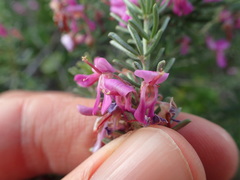 Indigofera sulcata