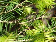 Ophiogomphus colubrinus