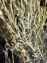 Syncarpha staehelina