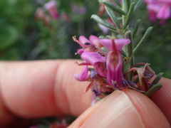 Indigofera sulcata