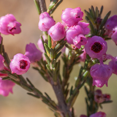 Erica selaginifolia