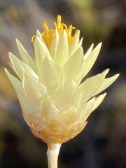 Syncarpha staehelina