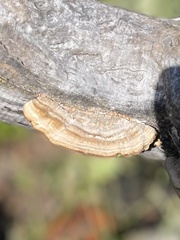Trametes betulina