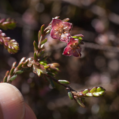 Lachnaea pudens