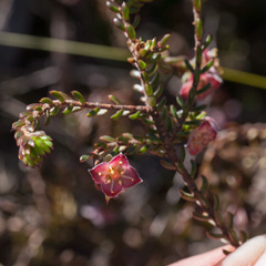 Lachnaea pudens