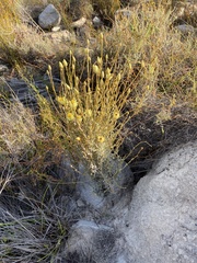 Syncarpha staehelina