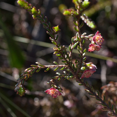 Lachnaea pudens