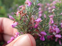Indigofera sulcata
