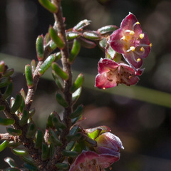 Lachnaea pudens