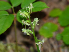 Platanthera obtusata