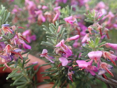 Indigofera sulcata