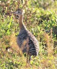 Rhynchotus rufescens