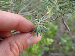 Indigofera sulcata