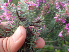 Indigofera sulcata
