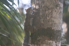 Sciurus yucatanensis