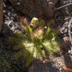 Drosera zeyheri