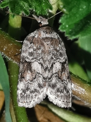 Nycteola
