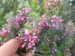Indigofera sulcata