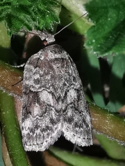 Nycteola