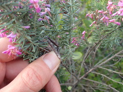 Indigofera sulcata