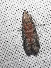 Ephestia woodiella
