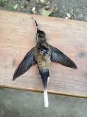 Phaethornis longirostris