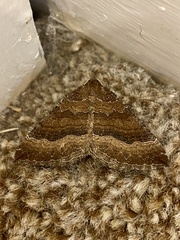 Larentia clavaria