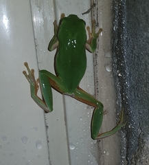 Hyla meridionalis