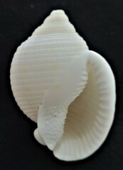 Semicassis granulata