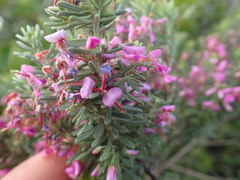 Indigofera sulcata