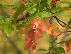 Callirhytis piperoides