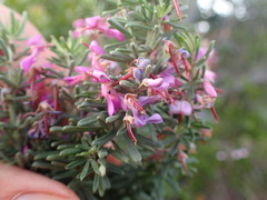 Indigofera sulcata