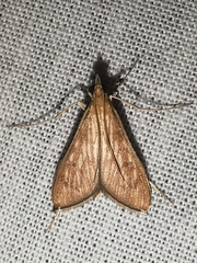 Antigastra catalaunalis